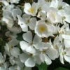Rosier Arbustif White Magic 2 Rosier Arbustif White Magic -Plantes Vertes Boutique Rosier arbustif White Magic IF 18663 1