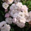 Rosier Grimpant Guirlande Rose -Plantes Vertes Boutique Rosier grimpant Guirlande Rose IF 18666 1