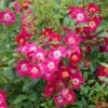 Rosier Grimpant Libertas -Plantes Vertes Boutique Rosier grimpant Libertas 855092 1