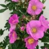 Rosier Rugosa Jam-a-licious -Plantes Vertes Boutique Rosier rugosa Jam a licious copyright IF 17938 1