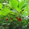 Schisandra Chinensis - Baie Aux 5 Saveurs -Plantes Vertes Boutique Schisandra chinensis 78361 1
