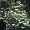 Schizophragma Fauriei -Plantes Vertes Boutique Schizophragma fauriei 0810002 1