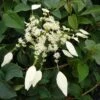 Schizophragma Hydrangeoides Windmills -Plantes Vertes Boutique Schizophragma hydrangeoides Windmills 83534 1