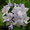 Solanum Jasminoides Bleu - Morelle Faux-jasmin -Plantes Vertes Boutique Solanum jasminoides Bleu 83508 1