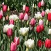 Harmonie Tulipes Lollipops -Plantes Vertes Boutique Tulipe Harmonie Lollipops 62904 1