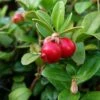 Canneberge - Cranberry - Vaccinium Macrocarpon -Plantes Vertes Boutique Vaccinium macrocarpon 78409 1