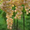 Vigne Bianca - Raisin Blanc -Plantes Vertes Boutique Vigne Bianca 78364 1