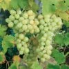 Vigne Italia -Plantes Vertes Boutique Vigne Italia 78373 1