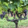 Vigne Merlot -Plantes Vertes Boutique Vigne Merlot 78375 1