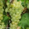 Vigne Muscat Petits Grains -Plantes Vertes Boutique Vigne Muscat a Petits grains 89675 1