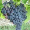 Vigne Muscat De Hambourg -Plantes Vertes Boutique Vigne Muscat de Hambourg 42859 1