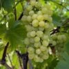 Vigne Fanny -Plantes Vertes Boutique Vigne Vitis vinifera Fanny copyright 1005262 1