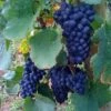 Vigne Boskoop Glory -Plantes Vertes Boutique Vigne vin rouge vitis boskoop glory ld 771562 1