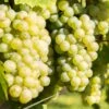 Vigne Lakemont -Plantes Vertes Boutique Vitis vinifera Lakemont copyright 1006071 1