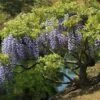 Glycine Du Japon - Wisteria Floribunda 2 Glycine Du Japon - Wisteria Floribunda -Plantes Vertes Boutique Wisteria floribunda 882405 1 2