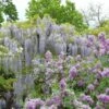 Glycine Japonaise - Wisteria Floribunda Macrobotrys De Belder -Plantes Vertes Boutique Wisteria floribunda Macrobotrys De Belder 1009542 1