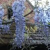 Glycine Blue Moon - Wisteria Frutescens Var. Macrostachya 1 Glycine Blue Moon - Wisteria Frutescens Var. Macrostachya -Plantes Vertes Boutique Wisteria macrostachya Blue Moon 88235 1
