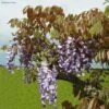 Glycine De Chine Blue Line - Wisteria Sinensis 2 Glycine De Chine Blue Line - Wisteria Sinensis -Plantes Vertes Boutique Wisteria sinensis Blue line IF 17373 1