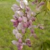 Wisteria Venusta Rosea - Glycine Du Japon 1 Wisteria Venusta Rosea - Glycine Du Japon -Plantes Vertes Boutique Wisteria venusta Rosea 82452 1