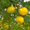 Yuzu - Citrus Junos -Plantes Vertes Boutique Yuzu Citrus junos 83268 1