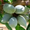 Amandier All In One - Prunus Dulcis 2 Amandier All In One - Prunus Dulcis -Plantes Vertes Boutique amandier all in one 70046 1