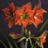 Amaryllis Terra Cotta -Plantes Vertes Boutique amaryllis Terra Cotta 56703 1
