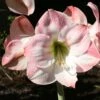 Amaryllis Apple Blossom -Plantes Vertes Boutique amaryllis apple blossom 56963 1