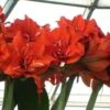 Amaryllis Double Celica 2 Amaryllis Double Celica -Plantes Vertes Boutique amaryllis celica 56978 1