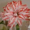 Amaryllis Double Dancing Queen -Plantes Vertes Boutique amaryllis double dancing queen 56962 1