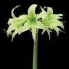 Amaryllis Evergreen -Plantes Vertes Boutique amaryllis evergreen 56967 1