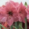 Amaryllis Hercule -Plantes Vertes Boutique amaryllis hercule 56618 1