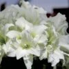 Amaryllis Double Ice Queen -Plantes Vertes Boutique amaryllis ice king 56647 1