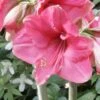 Amaryllis Pink Surprise 2 Amaryllis Pink Surprise -Plantes Vertes Boutique amaryllis pink sensation 56961 1