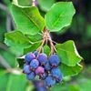 Amelanchier Alnifolia Saskatoon Berry -Plantes Vertes Boutique amelanchier alnifolia saskatoon berry 85479 1