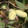 Asimina Sunflower - Pawpaw -Plantes Vertes Boutique asimina sunflower 82679 3