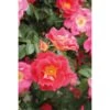 Rosier Grimpant Climbing Max Bajazzo® -Plantes Vertes Boutique bajazzo2