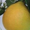 Citronnier - Citrus Limon Adamo -Plantes Vertes Boutique citrus limon adamo 87036 1