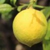 Citronnier - Citrus Limon Cerza -Plantes Vertes Boutique citrus limon cerza