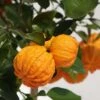 Oranger Corrugata - Citrus Sinensis X Aurantium -Plantes Vertes Boutique citrus sinensis x aurantium 87044 4