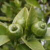 Citron Vert - Citrus Aurantifolia Mexicana -Plantes Vertes Boutique citrus aurantiifolia