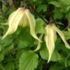 Clématite - Clematis Love Child -Plantes Vertes Boutique clemaite Love Child 681484 1