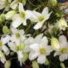 Clématite - Clematis Avalanche® -Plantes Vertes Boutique clematis avalanche 681431 3