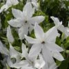 Clématite - Clematis Beautiful Bride -Plantes Vertes Boutique clematis beautiful bride 84878 3