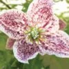Clématite - Clematis Cirrhosa Freckles -Plantes Vertes Boutique clematis cirrhosa freckles 771570 1