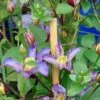 Clématite - Clematis Exciting -Plantes Vertes Boutique clematis patens exciting 681510 2