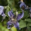 Clématite - Clematis Saphyra Indigo -Plantes Vertes Boutique clematis saphyra indigo 681391 1