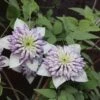 Clématite - Clematis Viennetta -Plantes Vertes Boutique clematis viennetta 89693 1
