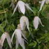 Clématite - Clematis Macropetala Broughton Bride -Plantes Vertes Boutique clematite Broughton Bride 681486 1