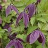 Clématite - Clematis Brunette 2 Clématite - Clematis Brunette -Plantes Vertes Boutique clematite Brunette 681483 1