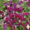 Clématite - Clematis Flammula Sweet Summer Love -Plantes Vertes Boutique clematite Sweet Summer Love 681521 1